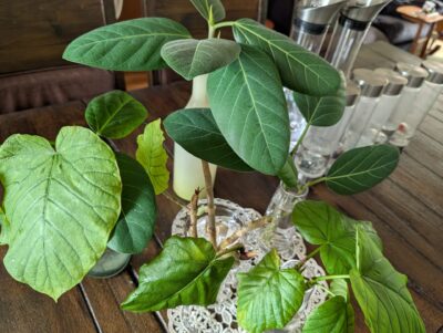 料理教室申し込みの方に観葉植物の子供たちをプレゼント♪